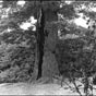 Le chêne Babaud de Guerigny : À quelques centaines de mètres de Guérigny s'étend la forêt des Bertranges qui, avec ses 7 600 ha, fait partie des plus grandes étendues boisées de France. Parmi les sentiers aménagés, il en est un qui mène en ligne droite au