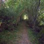 Le chemin se cache au sein d'un tunnel de verdure.