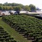 Le vignoble de l'échauguette, près du couvent des Minimes.