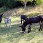 De charmants compagnons à La Cassagnole