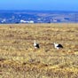 Un couple de cigognes sur la Meseta.