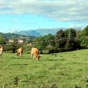 La campagne asturienne vers Loriana, quelques km après Oviedo.