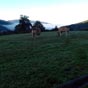 Scène de vie dans la montagne asturienne.