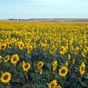 Champs de tournesols....notre paysage quotidien.