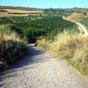 Nous sommes dans la province de Rioja, renommée pour ses vins. Nous marchons au milieu des vignes.