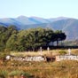 Cimetière de Manjarín.