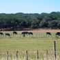 Taureaux de Camargue