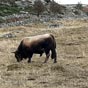 Taureau de l'Aubrac, apparemment paisible...