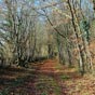 Dans les bois de Saint-Révérien, ce chemin forestier est fort agréable. 