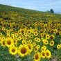 Champs de tournesols