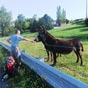 Le pèlerin aime bien rencontrer les ânes...allez savoir pourquoi !!