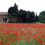 Champ de coquelicots dans les Corbières.