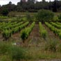 La vigne, encore et toujours, quoi de plus naturel comme paysage dans les Corbières.