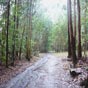 Le chemin se faufile entre les eucalyptus.