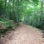 Le chemin dans le bois de Lazaque, avant le Somport.