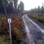 Il convient de savourer cette dernière étape dans la forêt landaise.