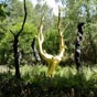 L'Arbre d'Or aux portes du "Val sans Retour": En septembre 1990, un incendie, probablement  d'origine criminelle, a ravagé le "Val sans Retour " et les landes voisines. Après cette catastrophe, les dons ont afflué permettant le reboisement et l'implantation, à l'entrée du "Val sans retour", au bout de la digue du "Miroir aux Fées", d'un "Arbre d'Or" entouré de conq chênes carbonisés. C'est l'oeuvre du sculpteur François Davin qui a recouvert un châtaignier calciné de cinq mille feuilles d'or, un métal inaltérable  associé à l'immortalité.Sa forme évoque la tête et les bois d'un cerf, souvdent comparé à l'arbre de vie et censé passer les âmes dans l'Autre Monde. Cet animal familier de l'enchaneur Merlin délivre un message d'espoir et de renaissance. Puisse ce symbole lumineux protéger longtemps encore cette merveilleuse et périlleuse forêt des contes et légendes.